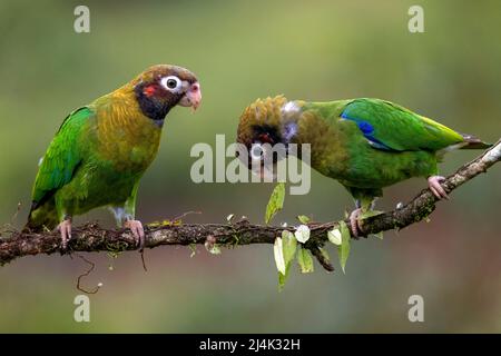 Pappagallo con cappuccio marrone (Pyrilia ematotis) - la Laguna del Lagarto Eco-Lodge, Boca Tapada, Costa Rica Foto Stock