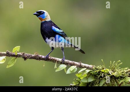 Tanager con cappuccio dorato (Stilpnia larvata) - la Laguna del Lagarto Eco-Lodge, Boca Tapada, Costa Rica Foto Stock