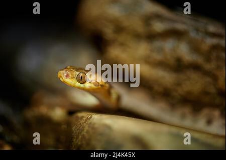 Serpente dagli occhi di gatto del nord (Leptodeira septentrionalis), Uvita, Costa Rica, America centrale Foto Stock