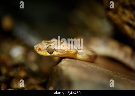 Serpente dagli occhi di gatto del nord (Leptodeira septentrionalis), Uvita, Costa Rica, America centrale Foto Stock