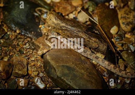 Serpente dagli occhi di gatto del nord (Leptodeira septentrionalis), Uvita, Costa Rica, America centrale Foto Stock