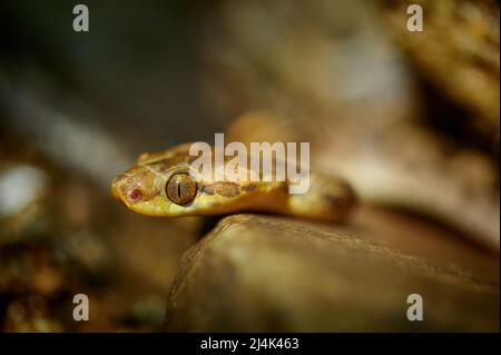 Serpente dagli occhi di gatto del nord (Leptodeira septentrionalis), Uvita, Costa Rica, America centrale Foto Stock