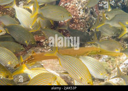 Trampolino Atlantico, Alostomus strigosus nel mezzo di una scuola di salpa di Sarpa, conosciuta comunemente come il pesce da sogno. Foto Stock