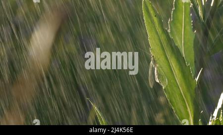 Una cavalletta con baffi lunghi si siede su erba verde sottile. Creativa. Macro fotografia dove un piccolo fabbro si siede nell'erba e piove e. Foto Stock