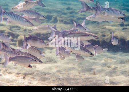 Scuola di triglie grigiastro, Chelon labrosus, un pesce costiero della famiglia Mugilidae, sott'acqua nell'Oceano Atlantico. Foto Stock