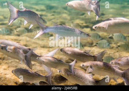 Scuola di triglie grigiastro, Chelon labrosus, un pesce costiero della famiglia Mugilidae, sott'acqua nell'Oceano Atlantico. Foto Stock