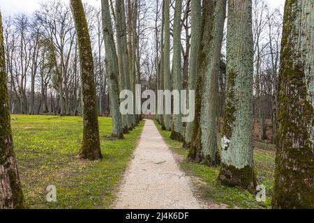 Row alberi in primavera con un percorso a piedi natura Foto Stock