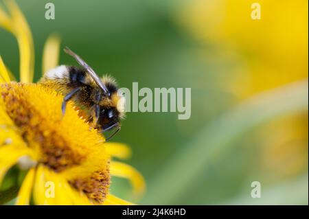 Bumblebee che nutrono nettare e impollinando il buocchio di cuore (Telekia speciosa), fiore giallo in fiore perenne nel giardino. Foto Stock