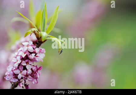 Daphne mezereum, comunemente noto come mezereon, ramo con fiori rosa su sfondo sfocato nel giardino primaverile. Foto Stock