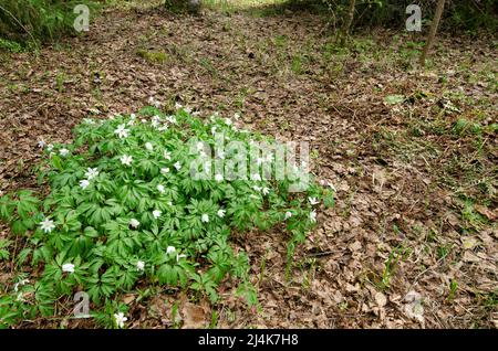 Anemone in legno (Anemone nemorosa) fiorito sul pavimento della foresta in primavera. Foto Stock