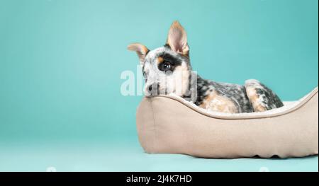 Cucciolo nel letto del cane su sfondo colorato. Carino cane cucciolo che prende una pausa con espressione stanca, triste o annoiato. Ora di dormire per il 9 settimane di blu Heeler pupp Foto Stock