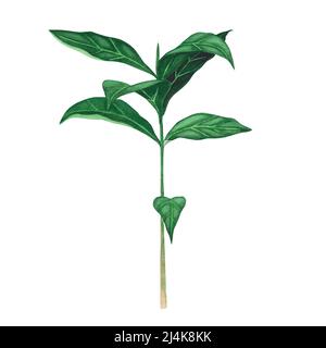 Pianta del caffè per pentola isolata su sfondo bianco. Acquerello disegno a mano per disegno, sfondo, scheda, poster, banner Foto Stock