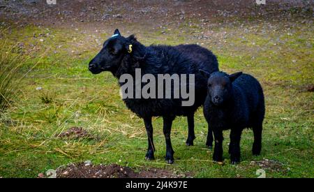 Pecora nera con agnello a Glen Nevis, Scozia Foto Stock