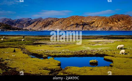 Guardando attraverso Loch Ailort, altopiani della Scozia Foto Stock