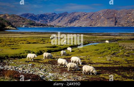 Guardando attraverso Loch Ailort, altopiani della Scozia Foto Stock