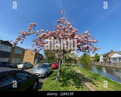 Dopo una lunga primavera invernale finalmente arriva nel Regno Unito nel fine settimana di Pasqua . Fiori fioriscono e l'aria si sente fresca. Il pubblico britannico sarà in grado di salvare una fortuna sul riscaldamento bollette ora i prezzi sono raddoppiati, si spera che questo glorioso tempo durerà per i prossimi 6 mesi ... La temperatura è stata 18 c a 21 c durante il fine settimana ... Foto Stock