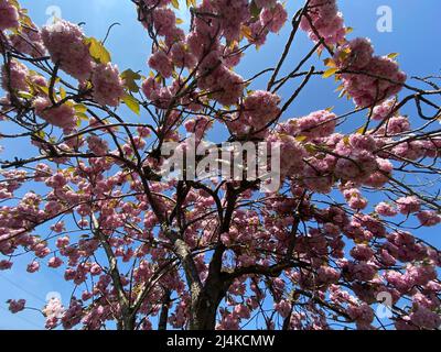 Dopo una lunga primavera invernale finalmente arriva nel Regno Unito nel fine settimana di Pasqua . Fiori fioriscono e l'aria si sente fresca. Il pubblico britannico sarà in grado di salvare una fortuna sul riscaldamento bollette ora i prezzi sono raddoppiati, si spera che questo glorioso tempo durerà per i prossimi 6 mesi ... La temperatura è stata 18 c a 21 c durante il fine settimana ... Foto Stock