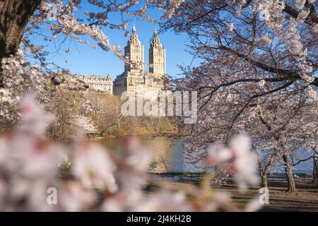 Primavera a Central Park New York City con vista degli edifici di Manhattan Upper West Side. I ciliegi Yoshino fioriscono accanto al lago. USA Foto Stock
