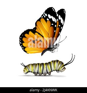 Vettore realistico Tiger normale o African Monarch farfalla e caterpillar primo piano vista laterale isolata su sfondo bianco Illustrazione Vettoriale