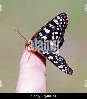 Chalcedon Checkerspot arroccato sulla punta delle dita dell'uomo nella California del Nord. Foto Stock