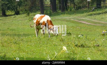 Mucca di alown in un campo. Walkin animale su un pascolo. Erba verde intorno e alberi dietro. Foto Stock