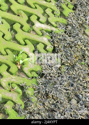 Le acque di marea sul fiume Deben hanno lasciato file di alghe e verdi sui blocchi di cemento che formano un interessante modello di osso del cane. Foto Stock