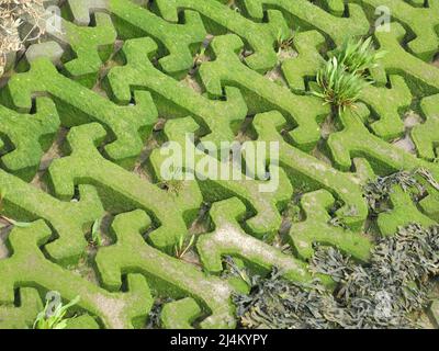 Schema di blocchi di cemento interbloccanti a forma di osso del cane che sono verdi brillanti dalle alghe nelle acque di marea a Woodbridge Tide Mill sul fiume. Foto Stock