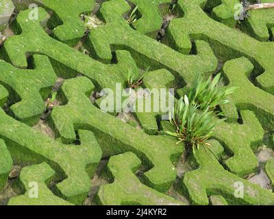 Schema di blocchi di cemento interbloccanti a forma di osso del cane che sono verdi brillanti dalle alghe nelle acque di marea a Woodbridge Tide Mill sul fiume. Foto Stock