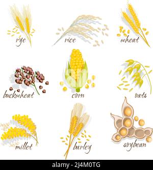 Set di icone di cereali con riso di segala miglio di avena di grano orecchio di soia di illustrazione del vettore di grano Illustrazione Vettoriale