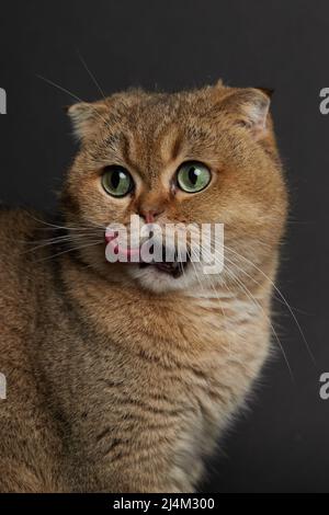 Ritratto di gatto scozzese affamato folto con occhi verdi che leccano con la lingua vicina - su uno sfondo grigio Foto Stock