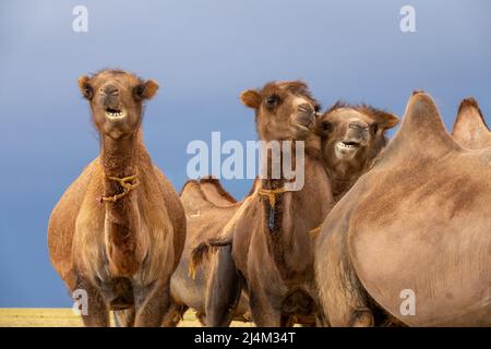 Gruppo di cammelli in acciaio Foto Stock