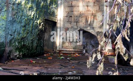 Scimmia piccola. Azione. Un animale carino in una gabbia va, raccoglie il cibo per se stesso e lo porta alla sua bocca Foto Stock