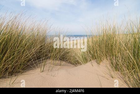 Erba di Marram sulla cima di una duna di sabbia incontaminata sopra la spiaggia di Formby sulla costa di Sefton tra Liverpool e Southport. Foto Stock