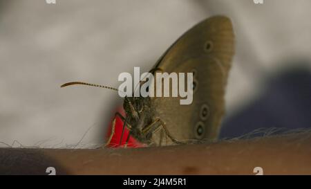 Primo piano della farfalla seduta sulla mano dell'uomo. Creativa. Butterfly si siede a portata di mano durante la giornata di sole. Interazione di macrocosmo di prato estivo e uomo Foto Stock