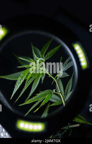 coltivare un cespuglio di marijuana sotto una lente d'ingrandimento Foto Stock