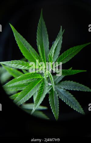 coltivare un cespuglio di marijuana sotto una lente d'ingrandimento Foto Stock