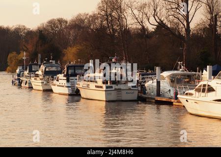 File di piccole imbarcazioni da diporto ormeggiate vicino al ponte Hampton Court sul Tamigi nel tardo pomeriggio, sole primaverile Foto Stock