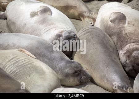 Foche dell'elefante settentrionale sulla costa della California centrale Foto Stock