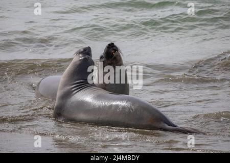 Foche dell'elefante settentrionale sulla costa della California centrale Foto Stock