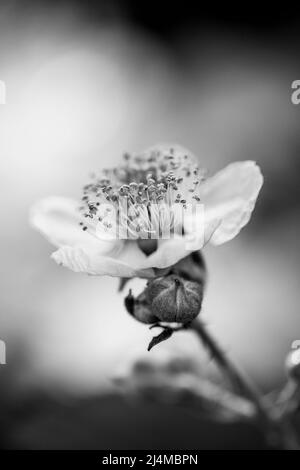 BlackBerry Flower, bianco e nero Foto Stock