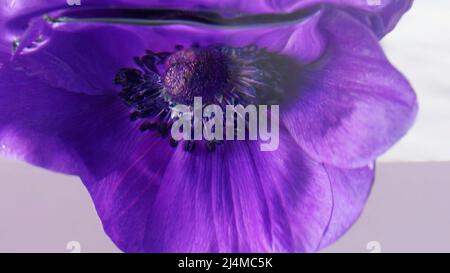 Macro fotografia fiori. Riprese in stock. Acqua trasparente in cui i bei fiori viola sono immersi e ritorti intorno a se stessi. Foto Stock