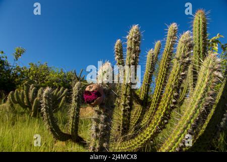 particolare di cactus xique-xique con frutta matura Foto Stock