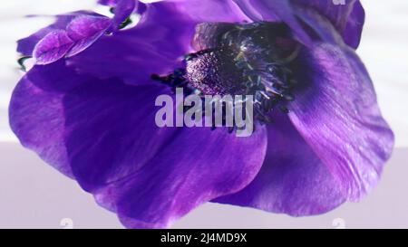 Macro fotografia fiori. Riprese in stock. Acqua trasparente in cui i bei fiori viola sono immersi e ritorti intorno a se stessi. Foto Stock