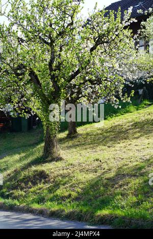 Albero fiorito in un giardino svizzero, Faulensee Foto Stock
