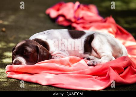 Piccolo cucciolo del cane puntato francese razza dormire sotto il sole Foto Stock