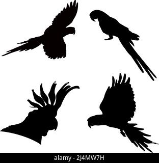 Silhouette nere di pappagalli su sfondo bianco. Immagine vettoriale. Illustrazione Vettoriale