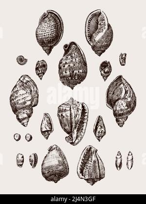 Gruppo di diverse lumache marine e conchiglie nautilus in fila, dopo un'antica incisione del 18th secolo Illustrazione Vettoriale