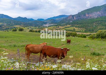 Mucche al pascolo con Ubrique città in background, Spagna Foto Stock