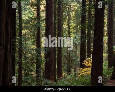 Redwoods alberi e felci a Hoyt Arboretum a Portland, Oregon. Foto Stock