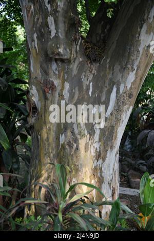 Tronco di Libidibia ferrea (precedentemente Caesalpinia ferrea) comunemente noto come Ironwood brasiliano o Pau ferro, Jucá, Morado, e albero leopardo. Zoologico Foto Stock